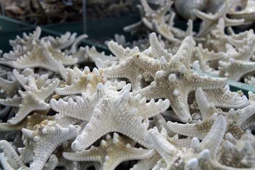 Shells Ocean Starfish Caribbean
