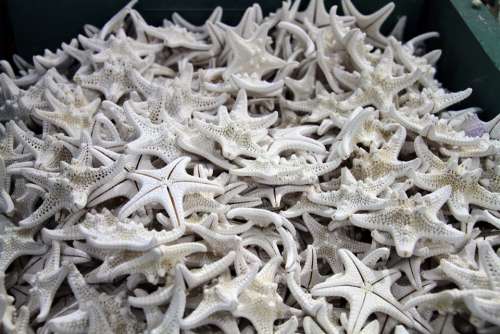 Shells Ocean Starfish Caribbean