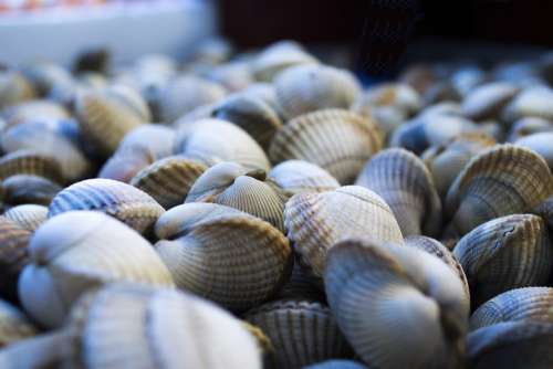 Shells Sea Macro