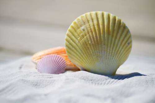 Shells Sand Beach Vacation