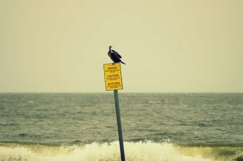 Shield Attention Note Warning Risk Bird Sea Wave