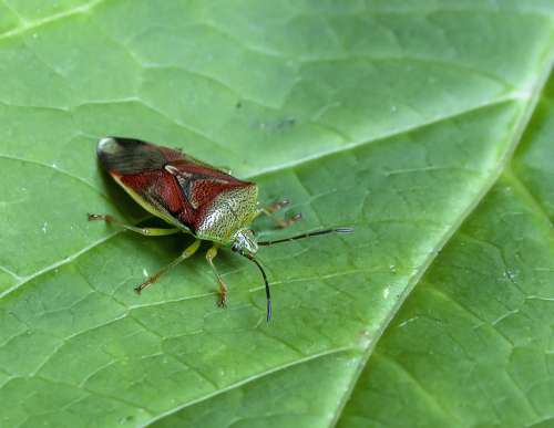 Shield Bug Leaf Nature Insect Bug Wildlife Fauna