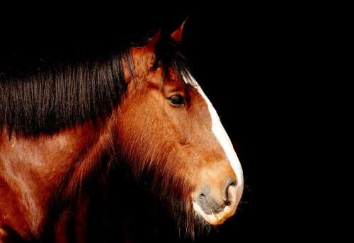 Shire Horse Horse Brown Portrait Beautiful Animal