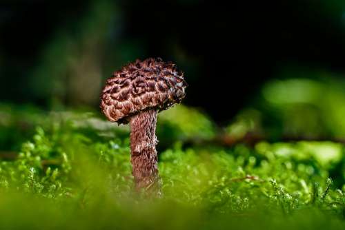 Shock-Headed Boletus Mushroom Rac Forest Mushroom