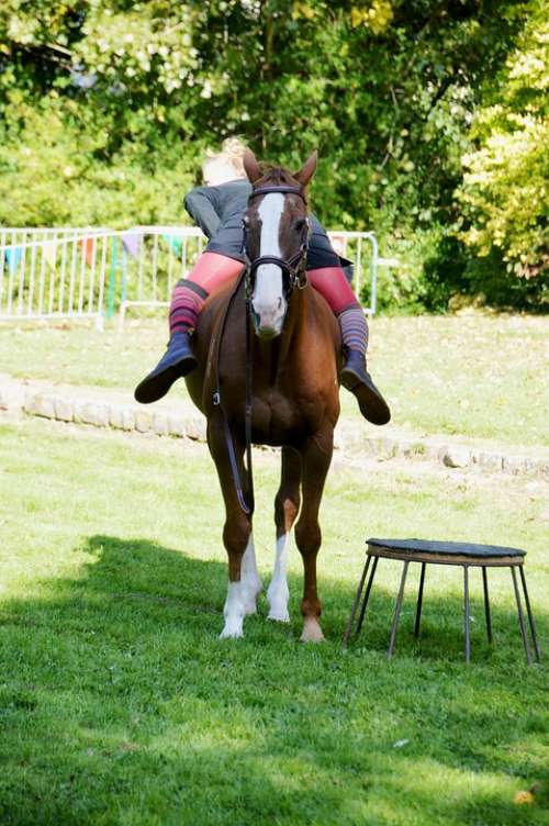 Show Circus Equestrian Horseback Riding Dressage