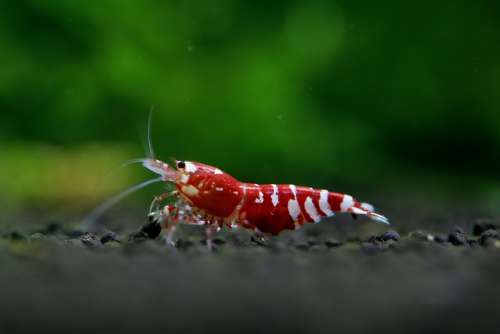 Shrimp Ornamental Shrimp Pet Shrimp