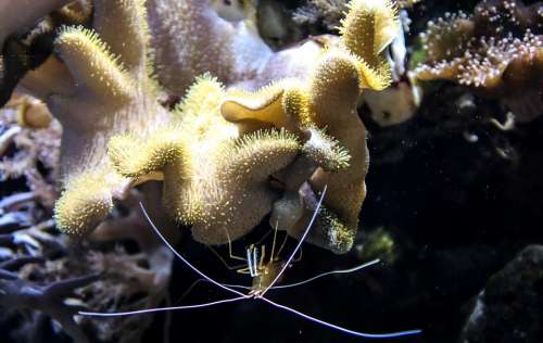 Shrimp Coral Plankton Sea Ocean Sea Animal