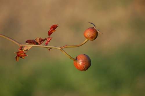 Shrub Garden Thorns Berry