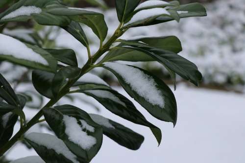 Shrub Nature Garden Bush Evergreen Sheet Snow