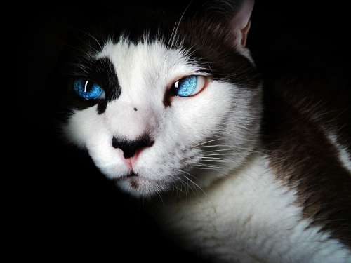 Siamese Cat Pet Blue Eyes Feline White