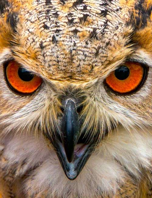 Siberian Eagle Owl Hunter