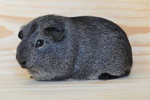 Silver Guinea Pig Smooth Hair Pet Rodent Animal