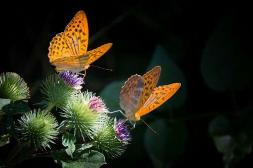 Silver-Bordered Fritillary Butterfly Nature Orange