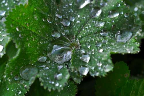 Silver Coat Leaf Raindrop Silbermaenteli