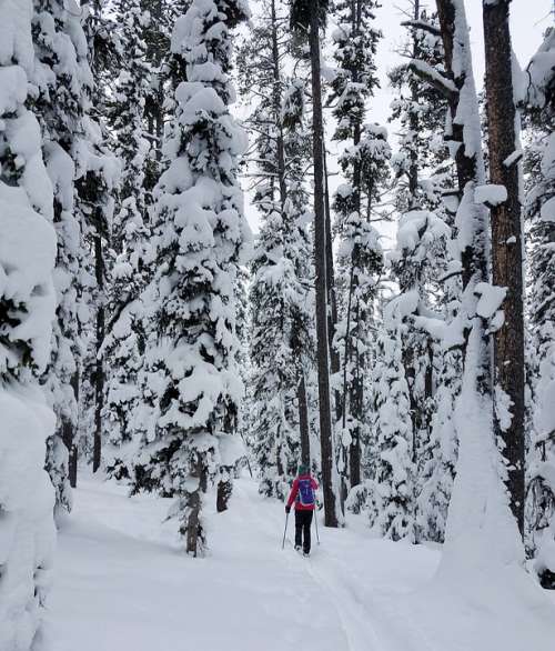 Skier Cross Country Winter Travel Challenge Forest
