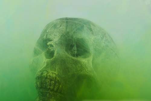 Skull Dry Head Skeleton Dead Death Bone Dark