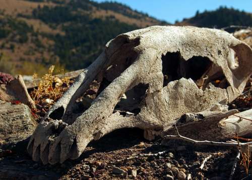 Skull Of Horse On Sod Roof Skull Bone Death Dead
