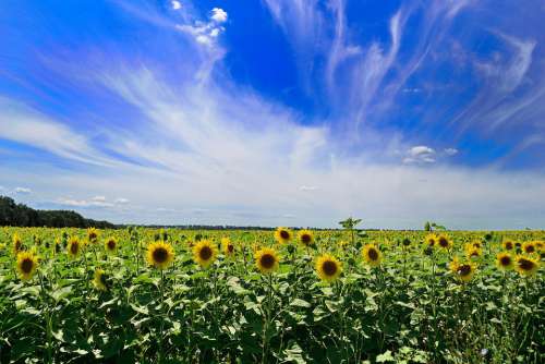 Sky Summer Clouds Landscape Weather Nature Blue