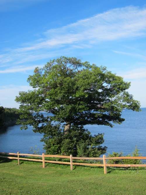 Sky Tree Fence Lake Nature Landscape Summer