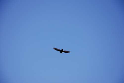 Sky Vulture Scavenger Wild Bird Black Wings