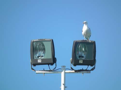 Sky Ave Animals Seagulls