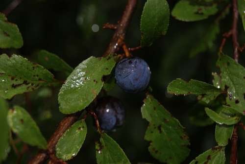 Sloes Rain Berry Nature