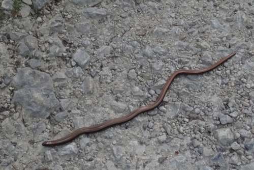 Slow Worm Snake Stone Creature Lizard Reptile