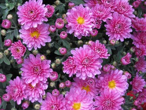 Smooth Leaf Aster Aster Chrysanthemum Flower Pink