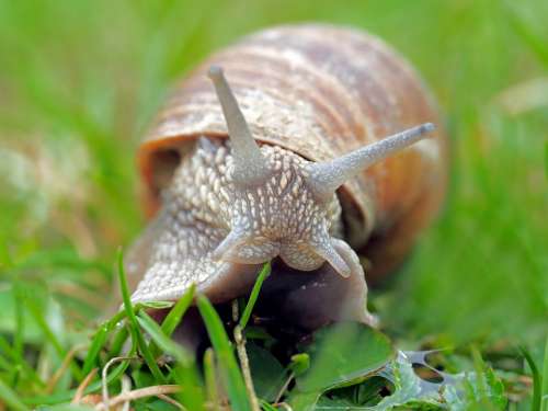 Snail Mollusk Moluske Slowly Animals Reptile