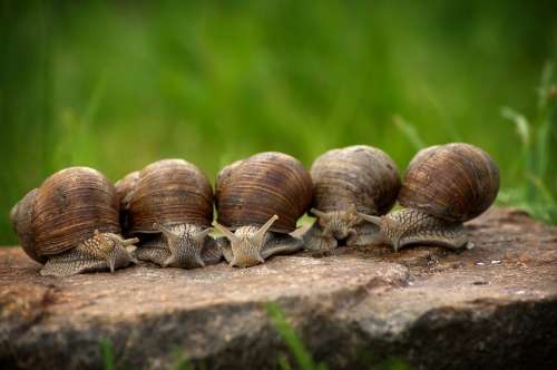 Snail Escargots Snails Shell Slowly Mollusk Crawl