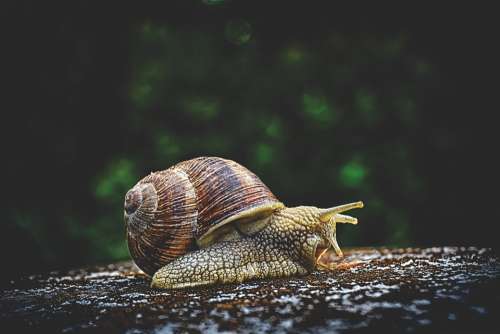 Snail Animal House Crawl Shell