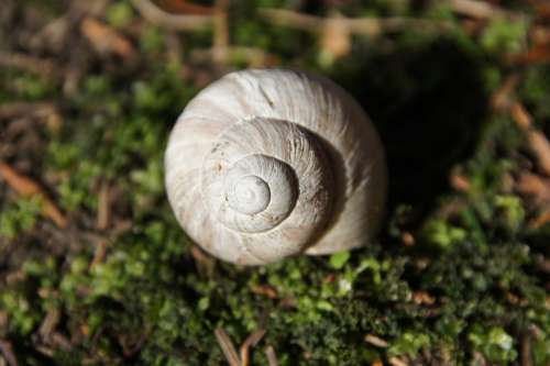 Snail Shell Animal Spiral Mollusk Close Up Garden