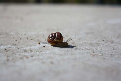 Snail Concrete Animal Animal World Mucus Nature