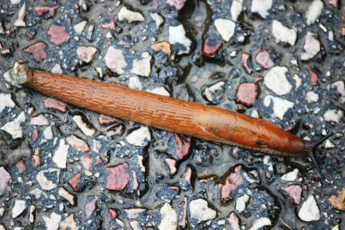 Snail Slug Crawling Monthuit France