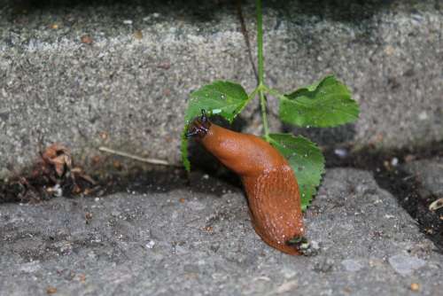 Snail Nature Mollusk Garden Slug