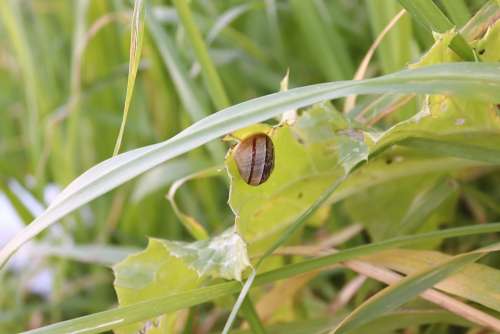 Snail Green Grass Plant Close Up
