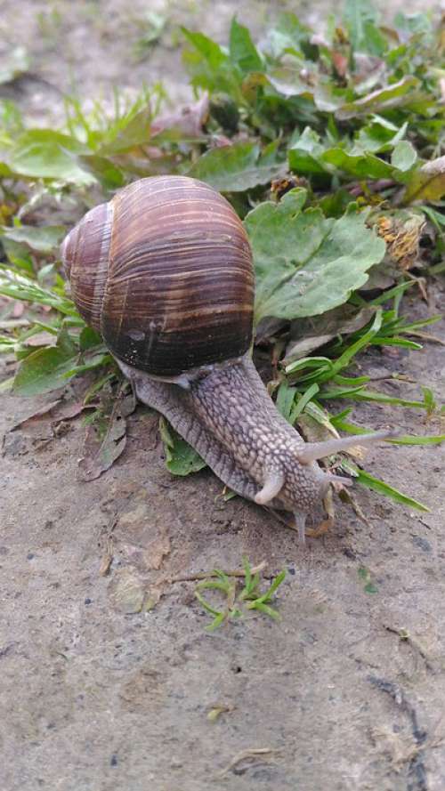 Snail Macro Nature Grass Slimy Creeps Shell Slug