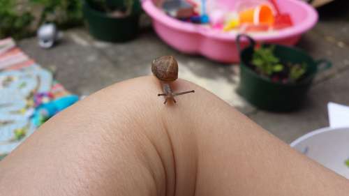Snail Tiny Animal Hand Small Dimensions