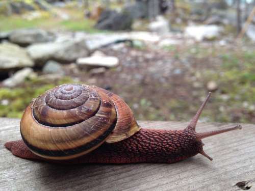 Snail Slow Nature Crawl Wild Shell Mollusk