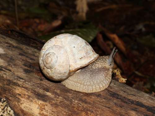 Snail Burgundy Snail Roman Snail Edible Snail