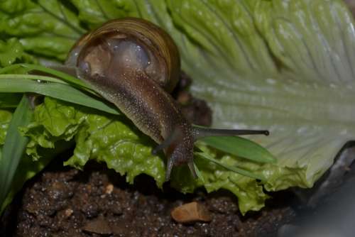Snail Lettuce Animal