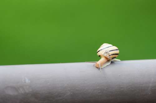 Snail Nature Slow Macro Slimy Slug Small