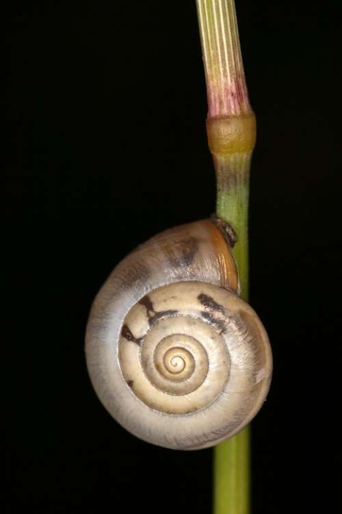 Snail Macro Close Up Halm Grass