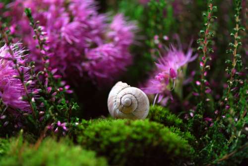 Snail Shell Mollusk Close Up Snail Shell Slowly