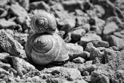 Snails Shell Snail Shells Black And White Reptiles