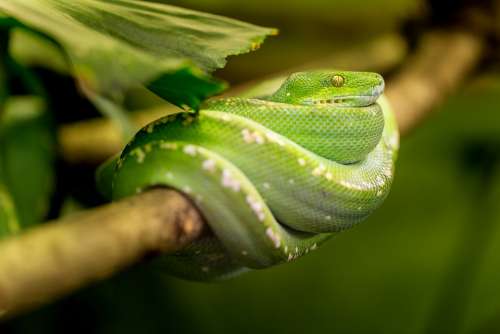 Snake Green Macro Animal Zoo Portrait Exot
