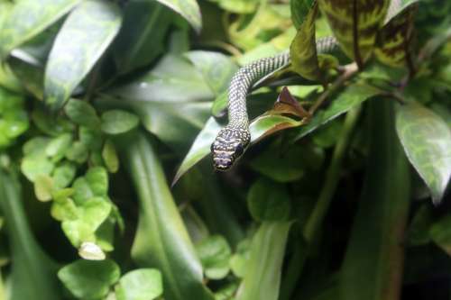 Snake Reptile Animal Nature Green Jungle Head