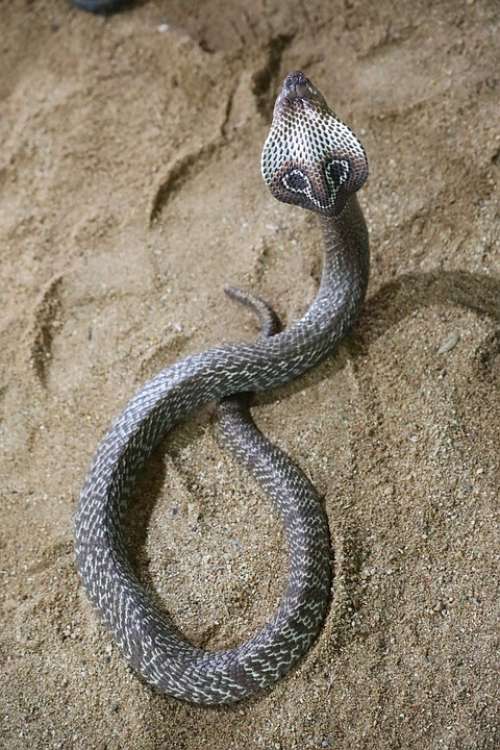 Snake Nature Poison About Reptile India
