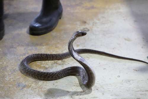 Snake Cobra Dangerous Poison