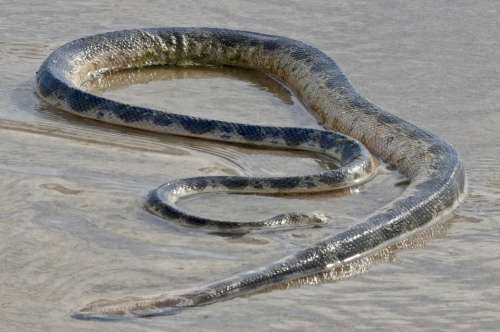 Snake Sea Serpent Slither Poison Dangerous